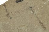 Detailed Fossil Spider & Crane Fly - Green River Formation, Utah #242728-2